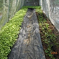 DSCN6226.JPG