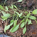 DSCN6225.JPG