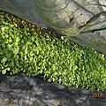 DSCN6191.JPG