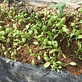 DSCN6223.JPG