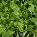 DSCN6196.JPG