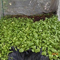 DSCN6195.JPG