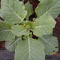 DSCN6201.JPG