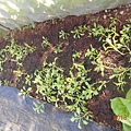 DSCN6205.JPG