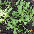 DSCN6204.JPG