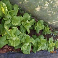 DSCN6206.JPG