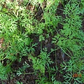 DSCN6167.JPG