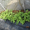 DSCN6165.JPG