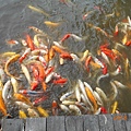 DSCN6268.JPG