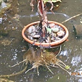 DSCN6690.JPG