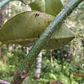 DSCN8219.JPG