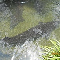 DSCN8479.JPG