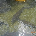 DSCN8478.JPG