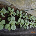 DSCN8967.JPG
