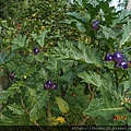 DSCN9264.JPG