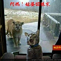 109-24109-24虎姑婆.jpg