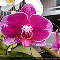 DSCN0390.JPG