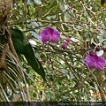 DSCN0411.JPG