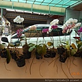 DSCN0644.JPG