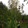 DSCN0963.JPG