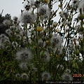 DSCN0962.JPG