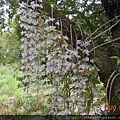 DSCN0990.JPG