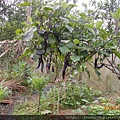 DSCN1102.JPG