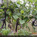DSCN1100.JPG