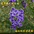 DSCN3882DSCN0955.JPG