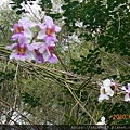DSCN2088.JPG