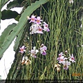 DSCN2091.JPG