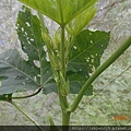 DSCN2368.JPG