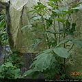 DSCN2369.JPG