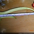 DSCN2387.JPG