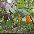 DSCN2705.JPG