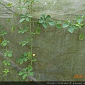 DSCN2707.JPG