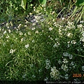 DSCN3075.JPG