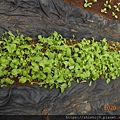 DSCN3309.JPG