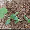 DSCN3520.JPG