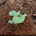 DSCN3518.JPG