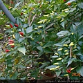 DSCN3590.JPG