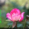4IMG_1370.JPG