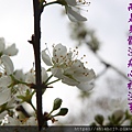7IMG_1436.JPG