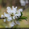 8IMG_1487.JPG