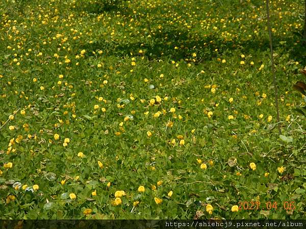 蔓花生草皮開滿黃花 飄逸築夢園 痞客邦 蔓花生草皮開滿黃花 飄逸築夢園 痞客邦