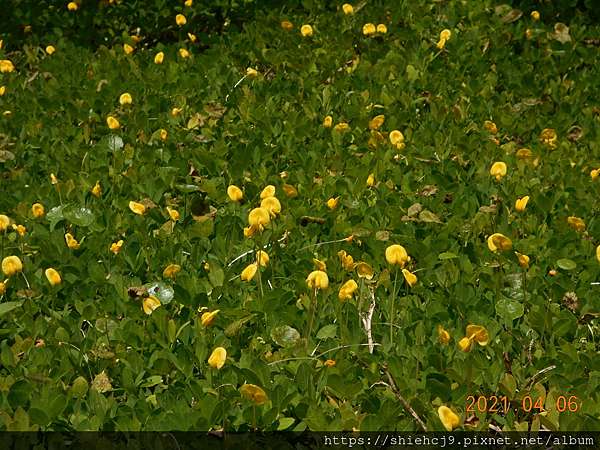蔓花生草皮開滿黃花 飄逸築夢園 痞客邦 蔓花生草皮開滿黃花 飄逸築夢園 痞客邦