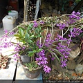 DSCN5340.JPG