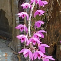 DSCN5329.JPG