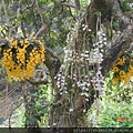 DSCN5620.JPG