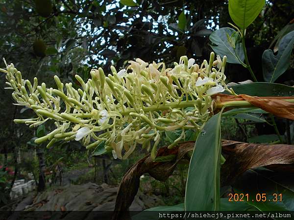 南薑開花 飄逸築夢園 痞客邦 南薑開花 飄逸築夢園 痞客邦